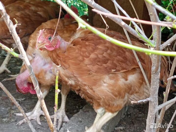 Голошейки и загорские лососевые