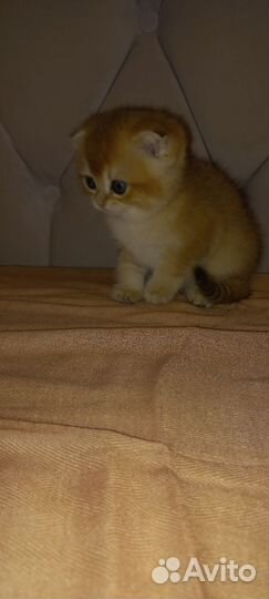 Котята золотая шиншилла