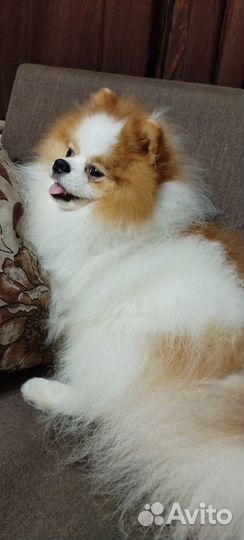 Домашняя передержка собак