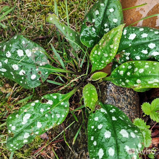 Медуница пятнистая. Бадан