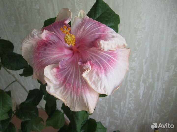 Сортовые гибискусы