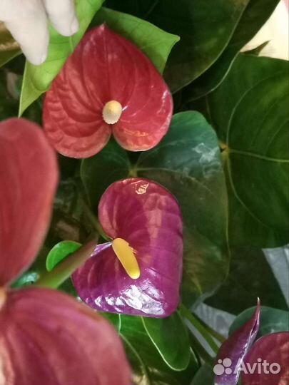 Антуриумы сортовые