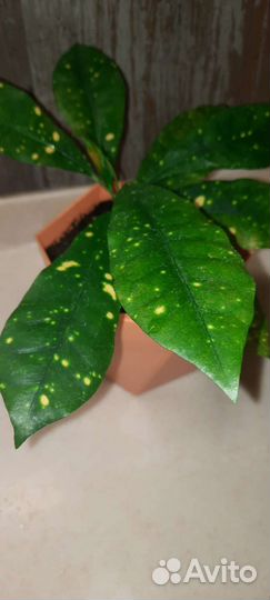 Аукуба японская (Золотое дерево) Рео