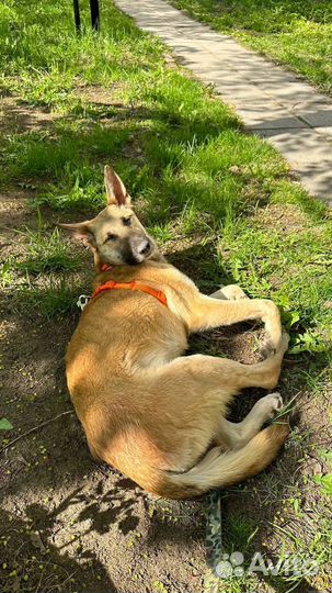 Собака Вега из приюта ищет дом