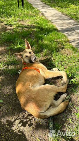 Собака Вега из приюта ищет дом