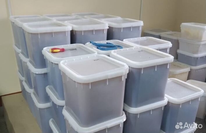 Мёд натуральный из Алтая оптом от 16 кг