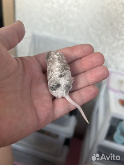 Мышка декоративная