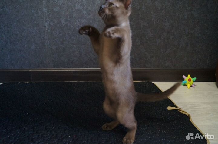 Котята европейской бурмы