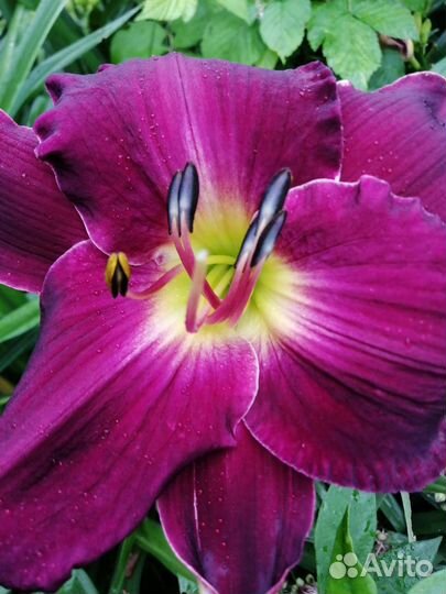 Лилейники сортовые много