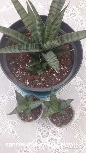 Сансевиерии