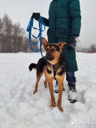 Красивый метис ищет добрые руки