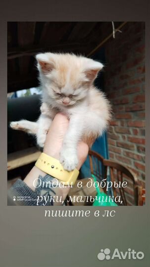 Отдам кота в добрые руки
