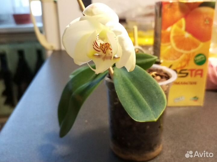 Орхидея фаленопсис