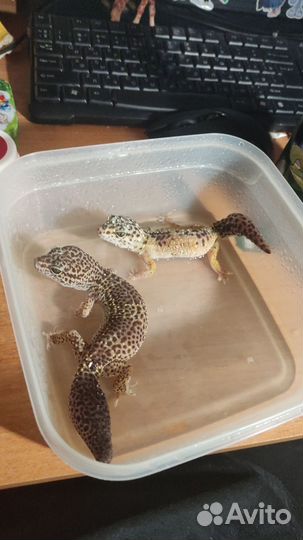Эублефары с террариумом