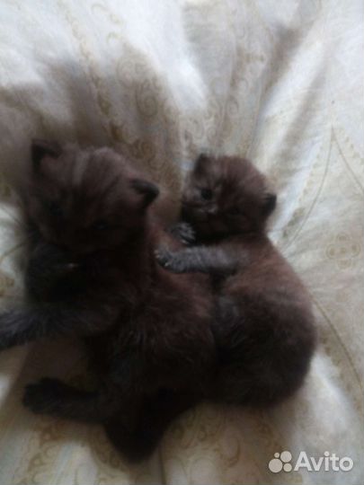 Шотландский британец котята