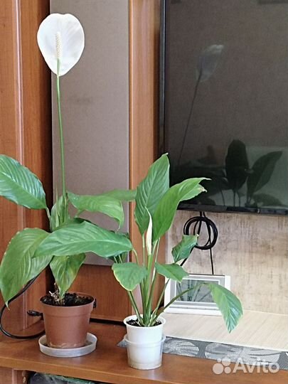 Спатифиллум