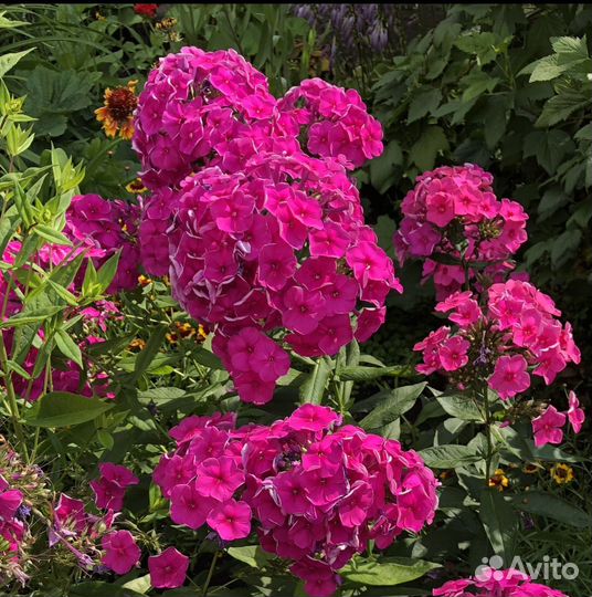 Флоксы многолетние