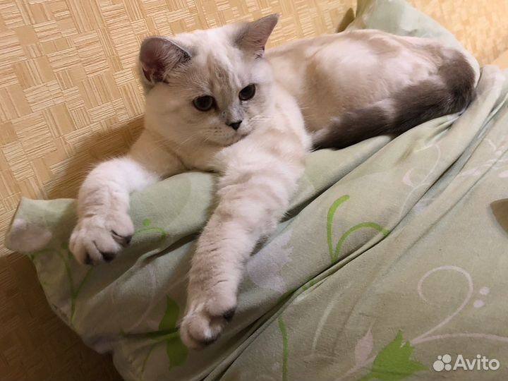 Кошка в дар бесплатно