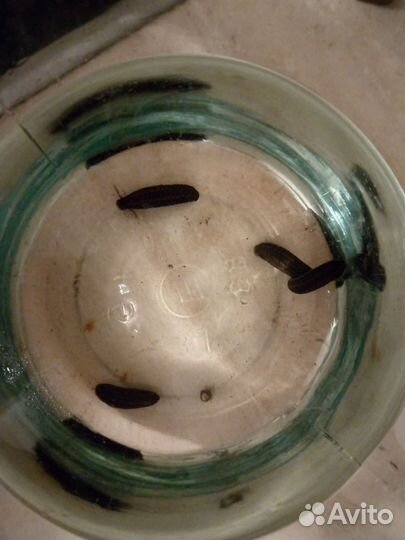 Пиявки медицинские