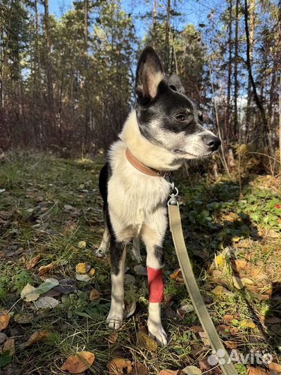 Собака в добрые руки