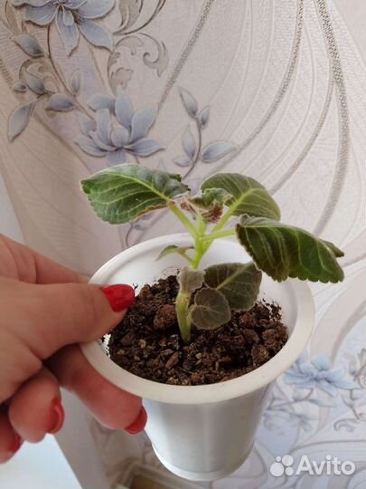 Глоксиния махровая