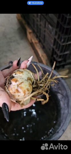 Луковицы лилии