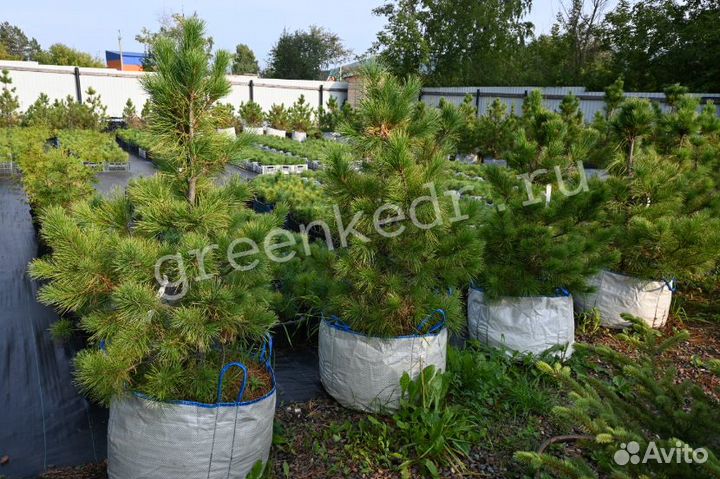 Кедровая Сосна 80-120см Премиум