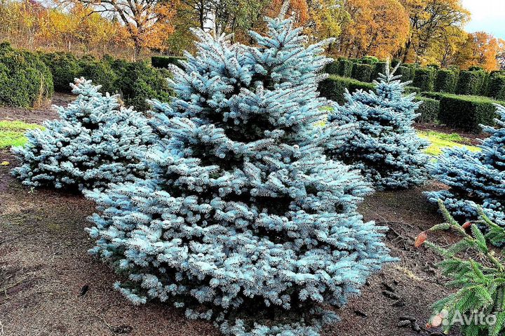 Голубая ель с доставкой