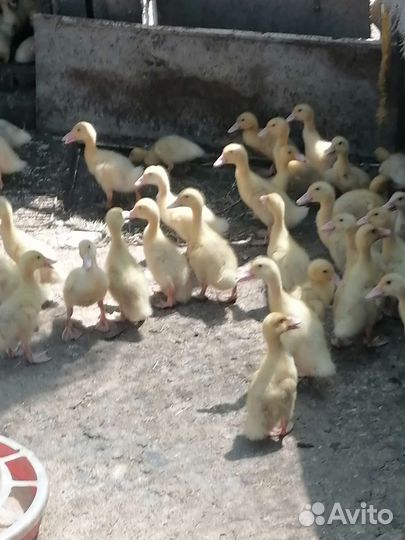 Гусята, Утята, Индюшата, цыплята, Цесарята