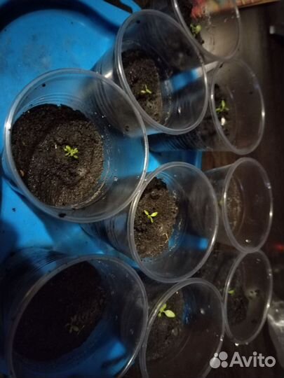 Эустома рассада