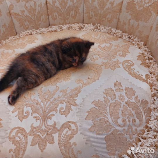 Котята в добрые руки даром