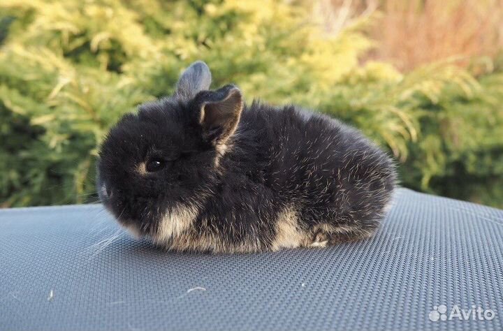 Много Карликовых Кроликов из Питомника