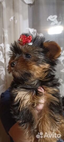 Малыши крепыши