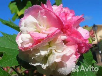 Семена и саженцы зимующих гибискусов