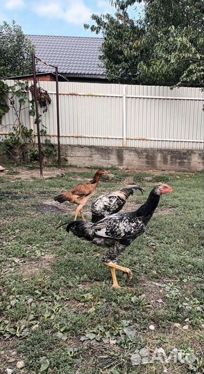 Бойцовые петухи