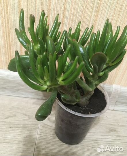 Крассула хоббит, хатиора