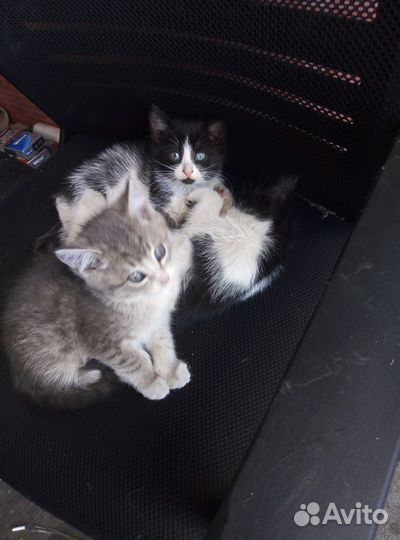 Котята в добрые руки даром бесплатно