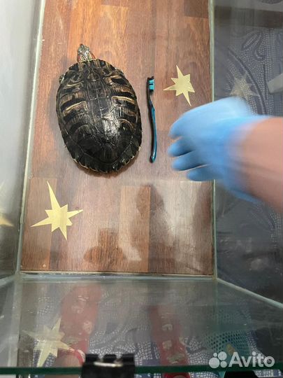 Красноухая черепаха с аквариумом