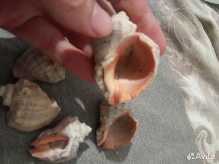 Морские ракушки рапан