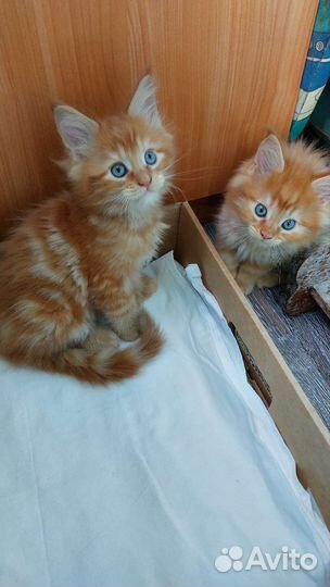 Котята мейн-кун полидакт