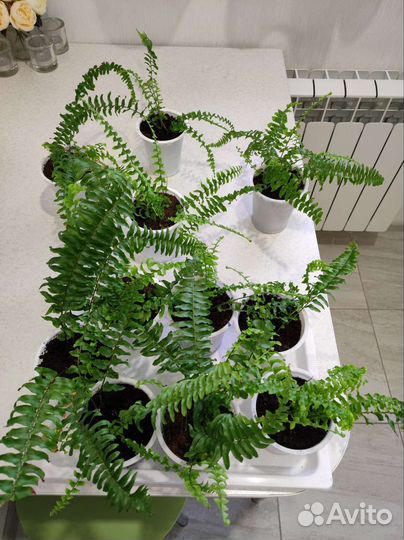 Папоротник нефролепис