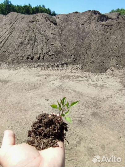 Чистый навоз коровий (прелый) 25 л