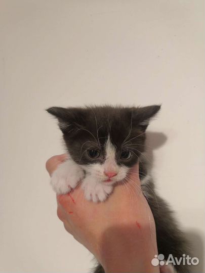 Котенок в дар бесплатно