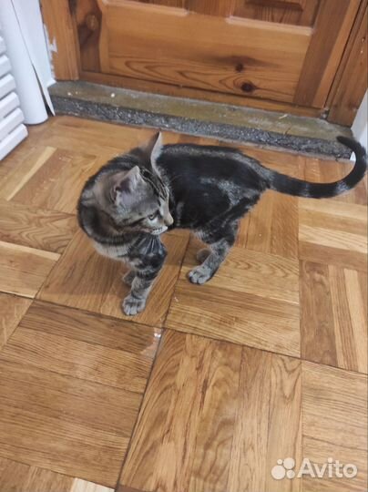 Бенгальский котёнок