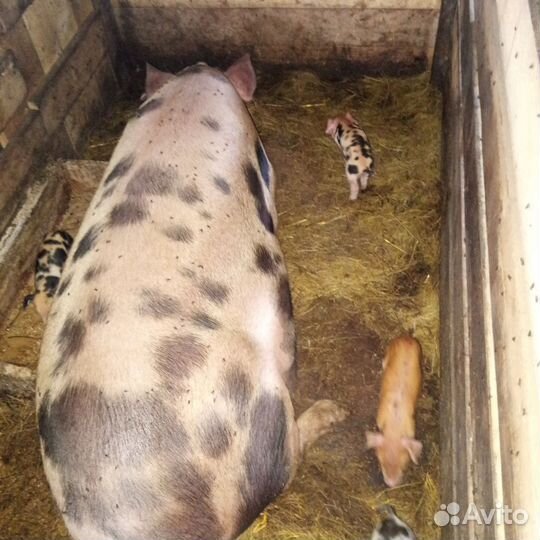 Свиноматка