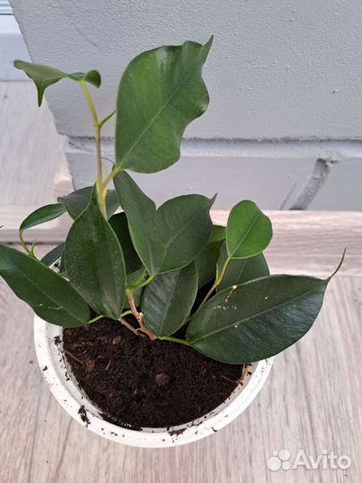 Комнатные цветы