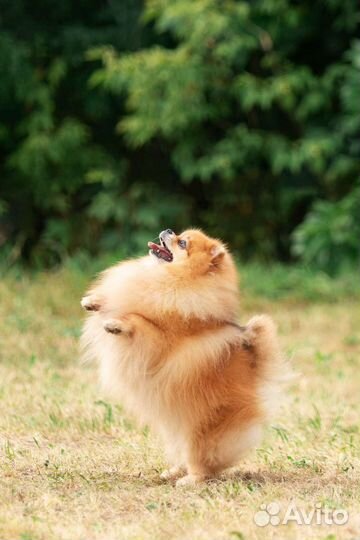 Чемпион для вязок