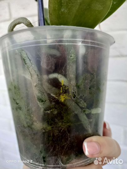 Орхидея фаленопсис бабочка Stella