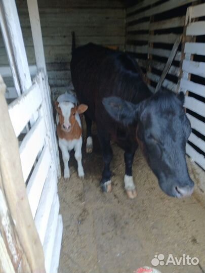 Корова дойная с теленком