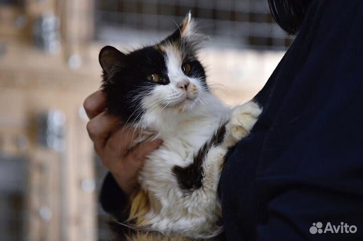 Пушистая трехцветная кошка в дар